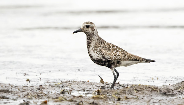 KIRJAVIA OVAT TUNDRAKURMITSATKIN