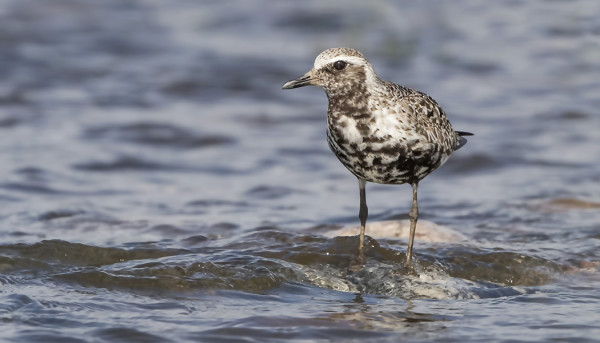 VAIHTOPUKUINEN TUNDRAKURMITSA