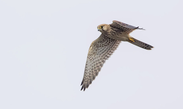 TUULIHAUKKOJA RIITTÄÄ