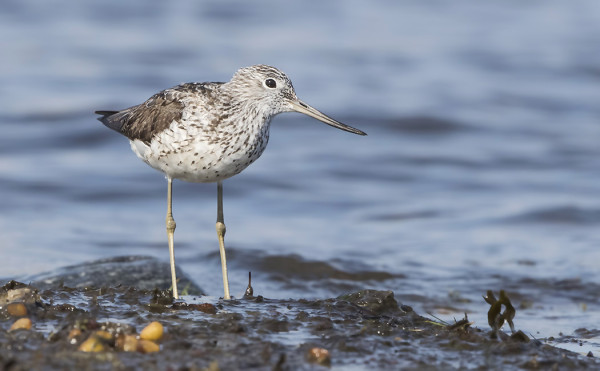 VALKOVIKLOJA NÄKYY PÄIVITTÄIN