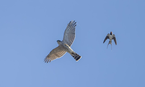 VARPUSHAUKKOJA ON TOISTAISEKSI MUUTTANUT NIUKASTI