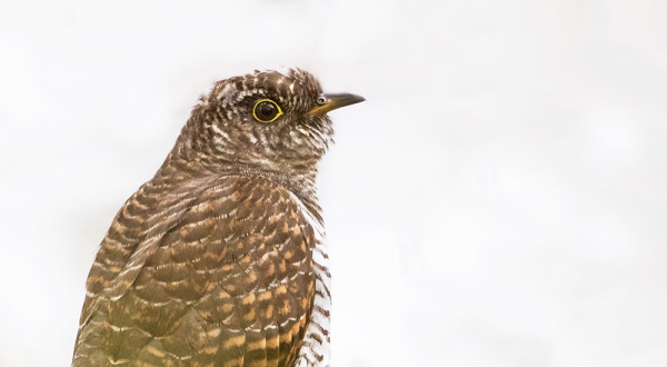 KÄKIEN MUUTTO EI OLE VIELÄ OHI