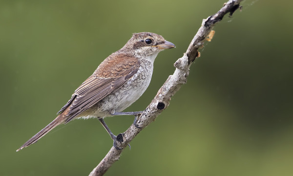 JOKUNEN PIKKULEPINKÄINEN VIIHTYY VIELÄ SAARESSA