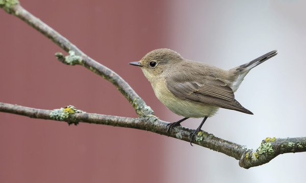 PIKKUSIEPOT OVAT NYT MUUTOLLA