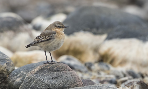 TASKUT OVAT TOISTAISEKSI OLLEET "VAIN" KIVITASKUJA