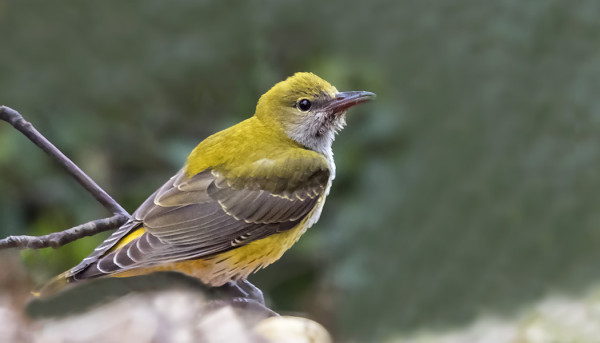 NYT SAIN ITSEKIN KUVIA UTÖSSÄ VIERAILEVASTA KUHANKEITTÄJÄSTÄ