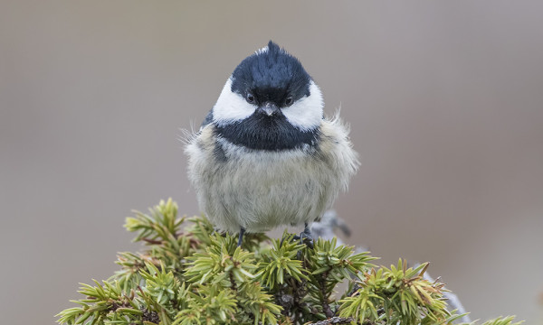 MUUTAMA KUUSITIAINEN ON NÄHTY JOKA PÄIVÄ