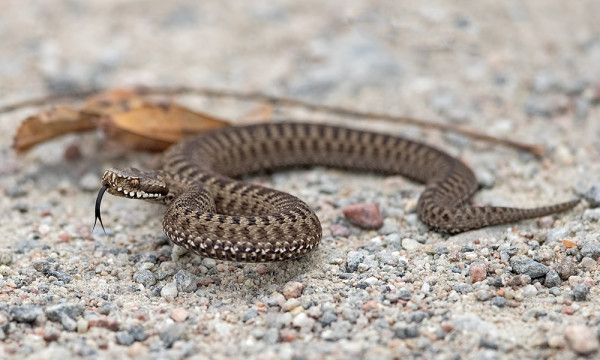 PIENI KYY SÄHISI VIELÄ TÄNÄÄN KOMPOSTORIN TIELLÄ