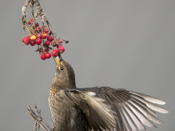 MUSTARASTAAT SYÖVÄT VIIMEISIÄ PIHLAJANMARJOJA