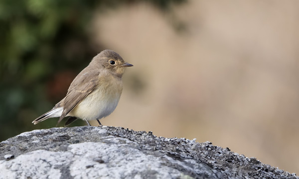 SYKSYN EHKÄ VIIMEISIÄ PIKKUSIEPPOJA