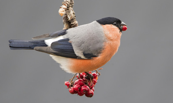PUNATULKKUJA ON OLLUT MUUTTAVANA TAVANOMAISTA ENEMMÄN