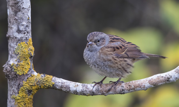RAUTIAISTEN MUUTTO ON EDELLEEN KÄYNNISSÄ
