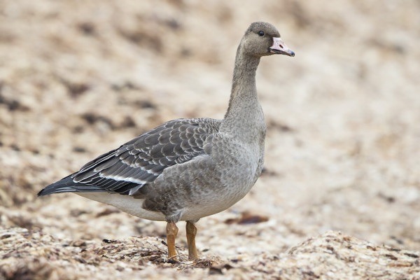 PELOTON NUORI TUNDRAHANHI ILMESTYI ITÄRANNALLE