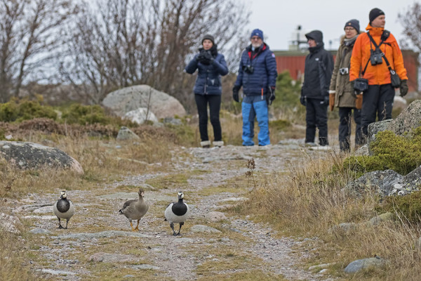 NUORI TUNDRAHANHI JA PARI VALKOPOSKEA TEPASTELI KESNÄSIN TIELLÄ MEITÄ VASTAAN