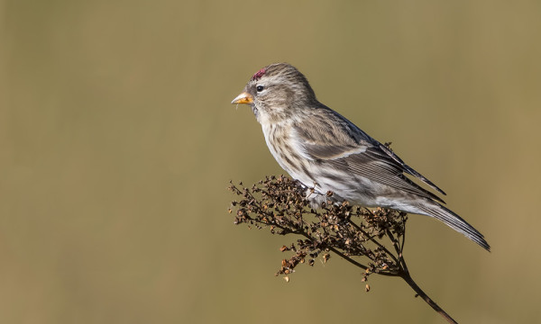 URPIAISIA RIITTÄÄ JOKA PÄIVÄLLE