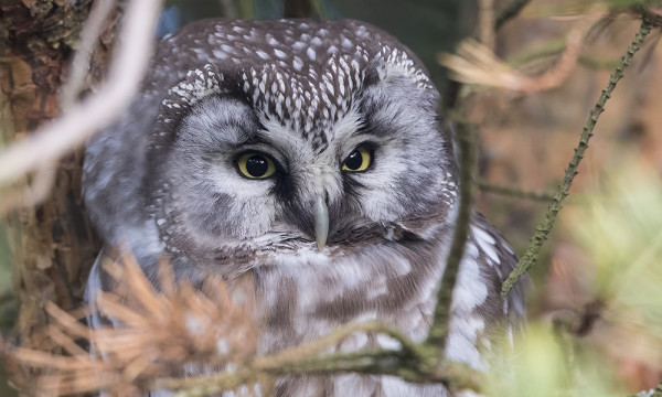 HELMIPÖLLÖ KILLISTELI JÄLLEEN GP:N MÄNNIKÖSSÄ