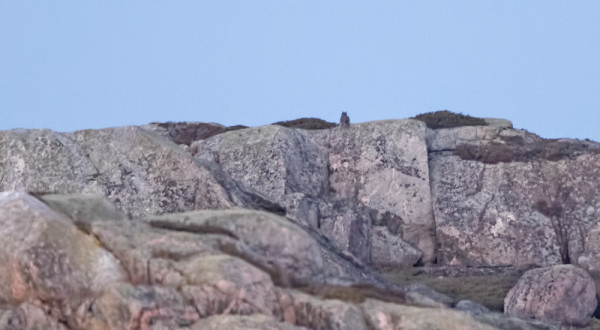 HUUHKAJA ISTUU USEIN ILTAHÄMÄRISSÄ KOBBANILLA TAI ORMILLA