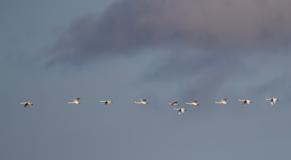 LAULUJOUTSENIA MUUTTAA KIIVAASTI POIS SUOMESTA
