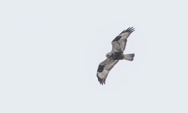 PIEKANAT MUUTTAVAT VIELÄ