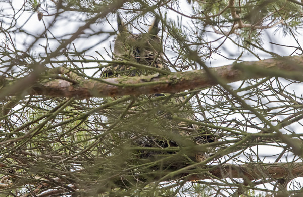 HUUHKAJA ON AINA OKSIEN TAKANA...