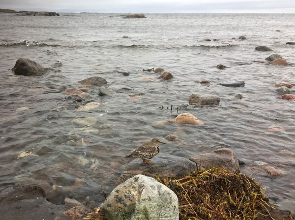 KÄNNYKKÄKUVA MERISIRRISTÄ ITÄRANNALLA