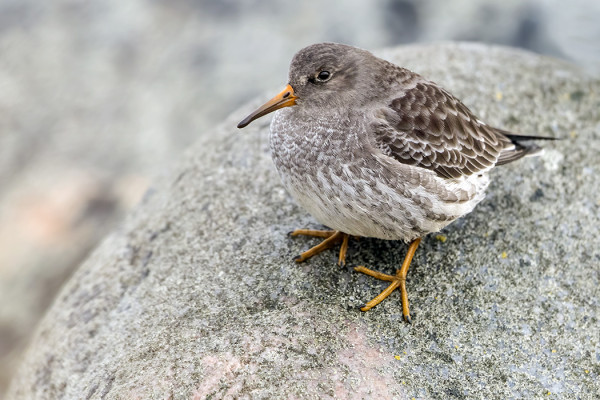 MERISIRRI ON NYT JOKAPÄIVÄINEN LAJI JA USEIMPINA PÄIVINÄ MYÖS PÄÄSAAREN RANNOILLA