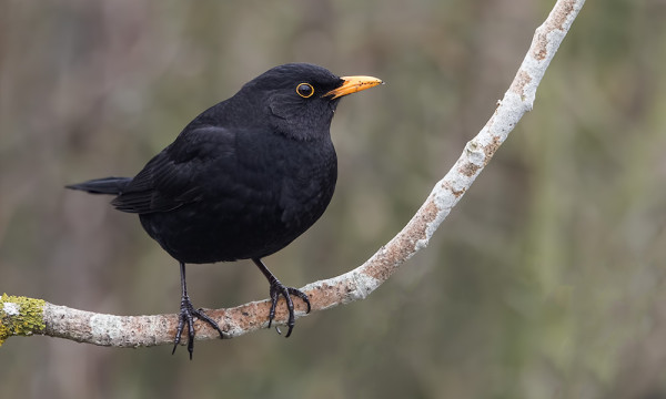 MUSTARASTAITA TALVEHTII SAARESSA VAIN 2 KAPPALETTA