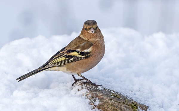 MUUTAMA (3-4) PEIPPOA YRITTÄÄ TALVEHTIMISTA SAARESSA