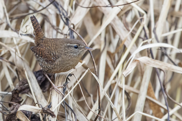 PEUKALOISIA LYMYILEE MUUTAMA ERI PUOLILLA SAAREA