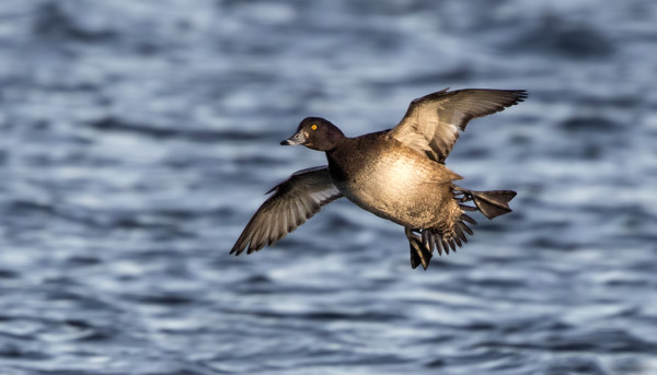 TUKKASOTKAT OVAT VÄHEMMISTÖNÄ FLADANIN VESIÄISPARVISSA