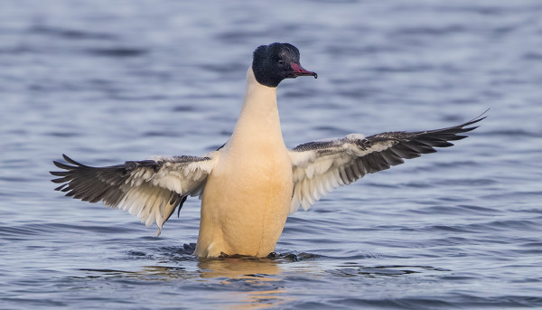 ISOKOSKELOITA NÄKEE UTÖSSÄ ENEMMÄLTI VAIN TALVISIN