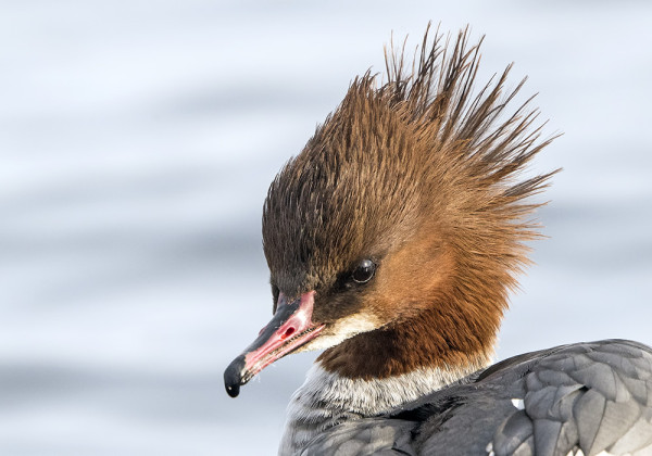 TUULI PÖLLYYTTI ISOKOSKELO NAARAAN TUKKAA