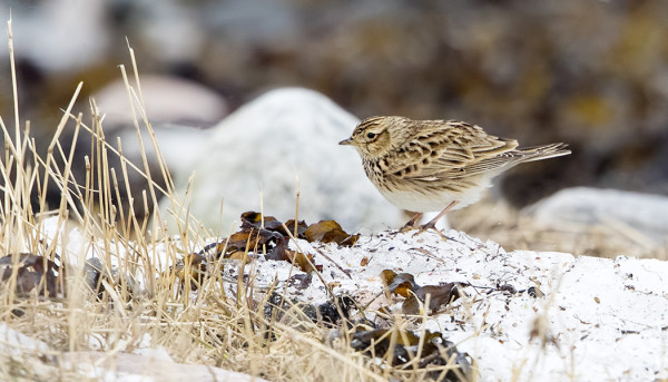 kiuru_01_Korppoo_02_17