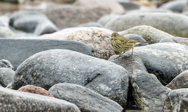 ITÄRANNALLA OLI KIURUJA SEKÄ LUOTOKIRVINEN