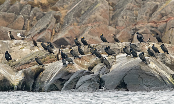 SATAMALAHDELLA VIETTÄÄ TALVEAAN NOIN 70 MERIMETSOA