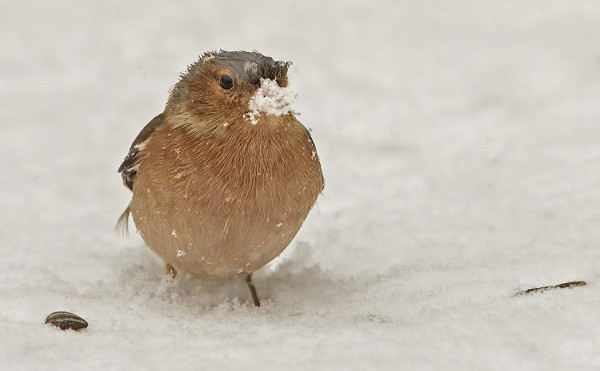 PUNARINTA JA PEIPPO IHMETTELIVÄT TÄNÄÄN LUMENTULOA