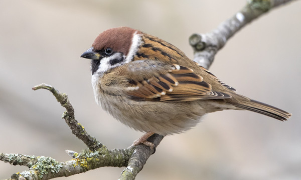 PIKKUVARPUSPARI ON PYSYNYT SAARESSA KOKO TALVEN