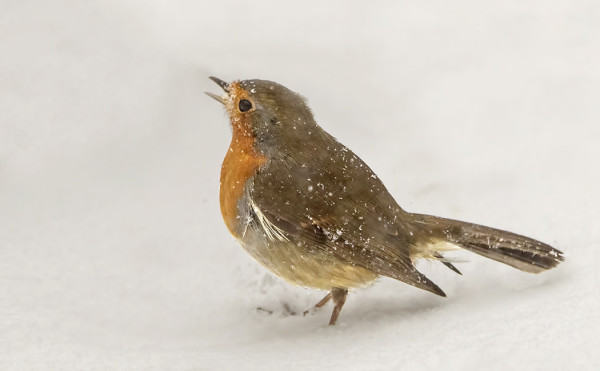 punarinta_02_Korppoo_02_17