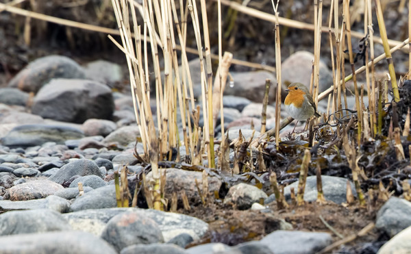 ITÄRANNAN PUNARINTA ON VARSIN ARKA