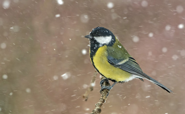 TALITIAINEN LUMIPYRYSSÄ