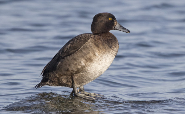 TUKKASOTKIA TALVEHTII PIENI PARVI