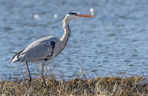 VANHA HARMAAHAIKARA VIIHTYI KOULUN LAHDELLA