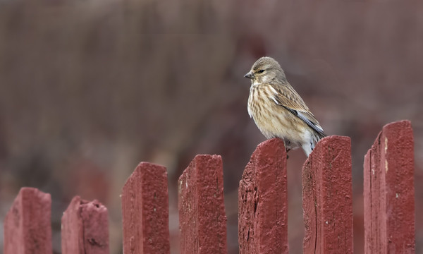 LUOTOKIRVINEN ITÄRANNALTA JA HEMPPO KYLÄLTÄ
