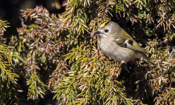 KEVÄÄN EKA HIPPIÄINEN OLI AIKA VÄSYNYT PITKÄSTÄ MERIMATKASTA