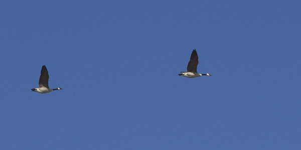 KANADANHANHI ON UTÖSSÄ KEVÄISIN VÄHÄLUKUINEN MUUTTAJA