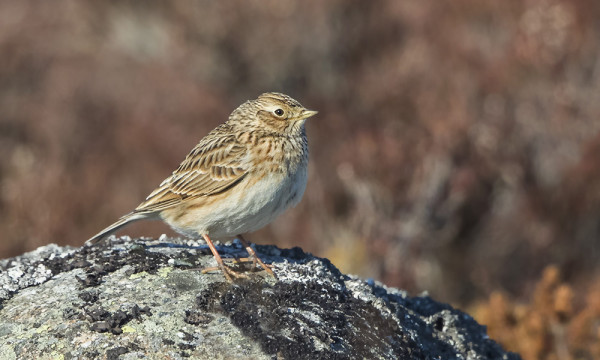 KIURUJA ON JO PÄIVITTÄIN