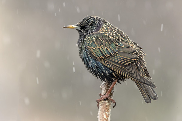 KOTTARAISET OVAT NYT KOMEASSA KEVÄTPUVUSSA