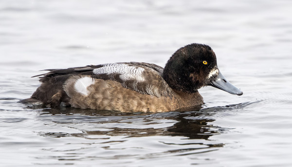 LAPASOTKIEN PUVUT OVAT VIELÄ "VAIHEESSA"