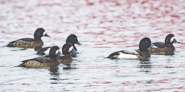 LAPASOTKAT KÄVIVÄT VENEVAJOJEN TUNTUMASSA