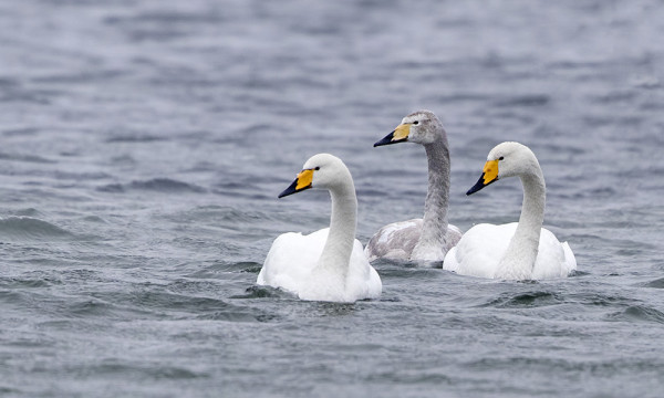 ITÄRANNAN LAULUJOUTSENET